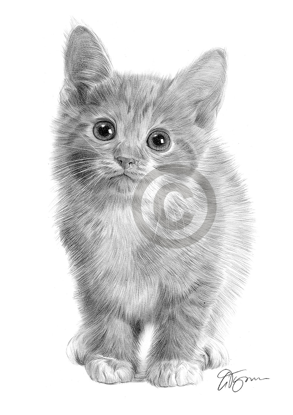 Pencil drawing portrait of a kitten Pencil drawing portrait of a kitten by artist Gary Tymon