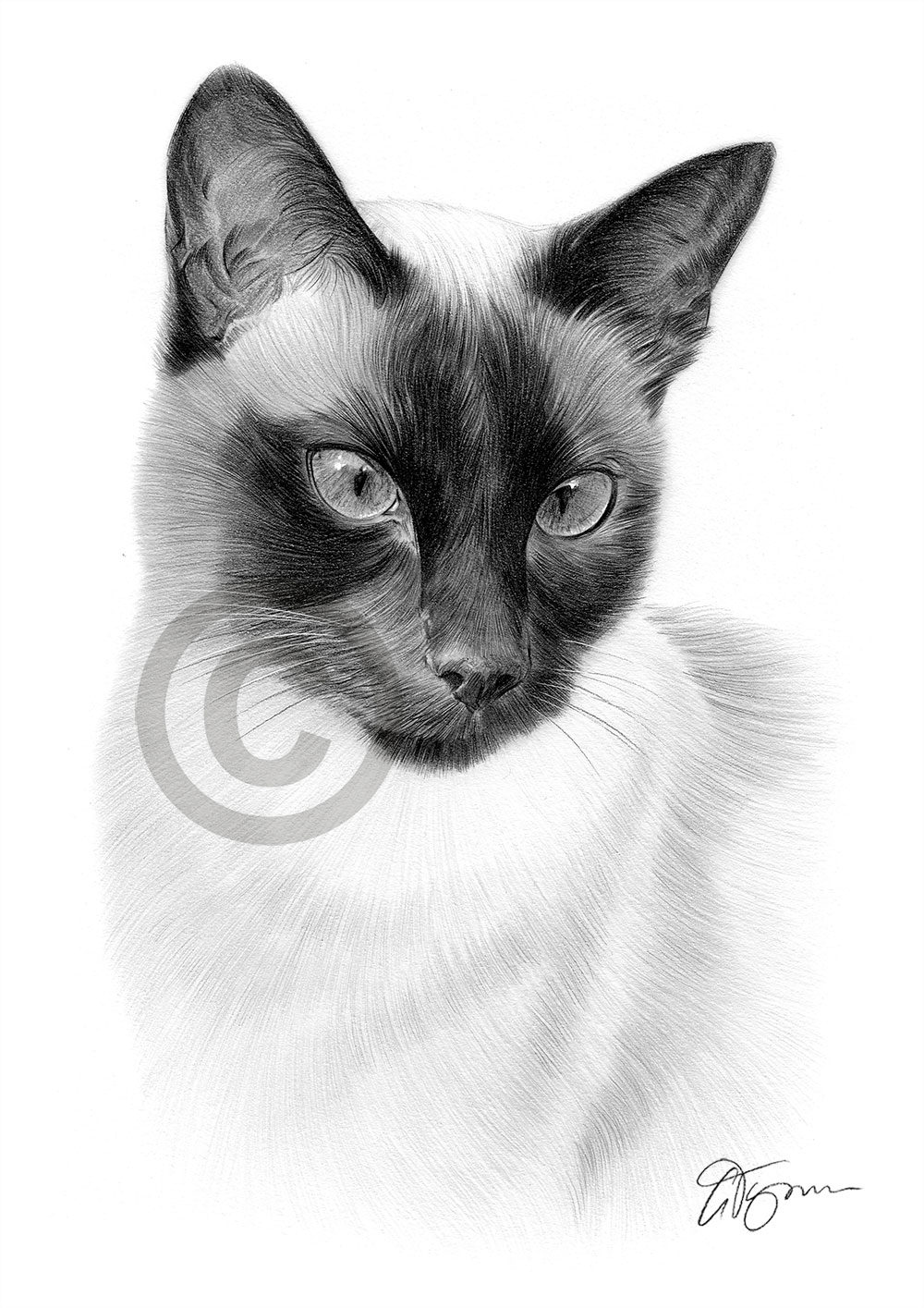 Pencil drawing of a siamese cat Pencil drawing of a siamese cat by artist Gary Tymon