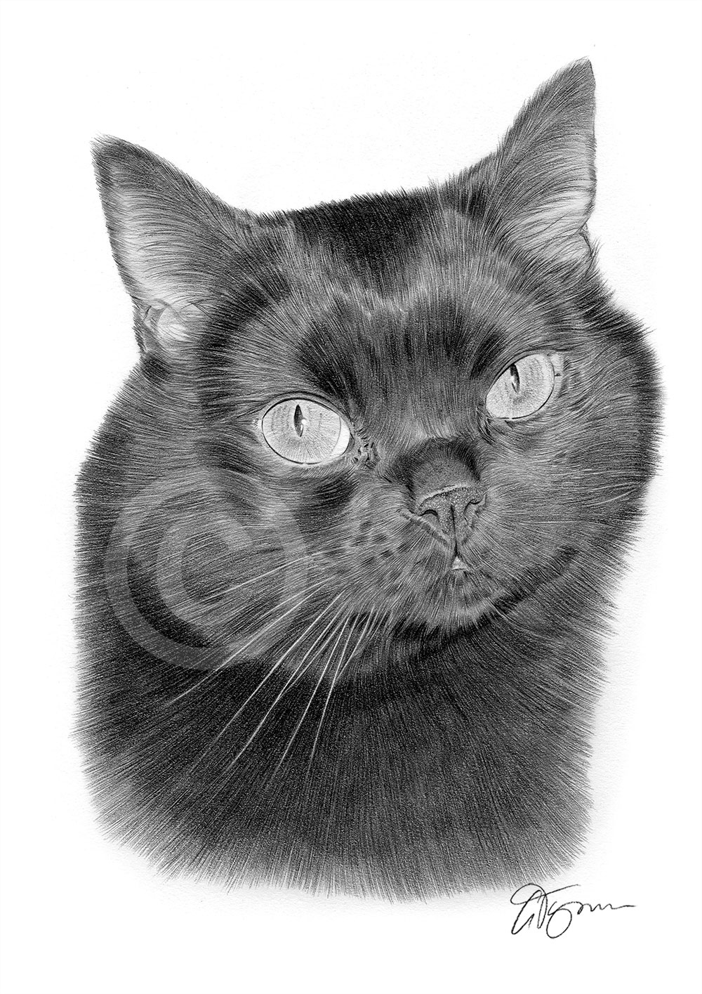 Pencil drawing of a black cat Pencil drawing of a black cat by artist Gary Tymon
