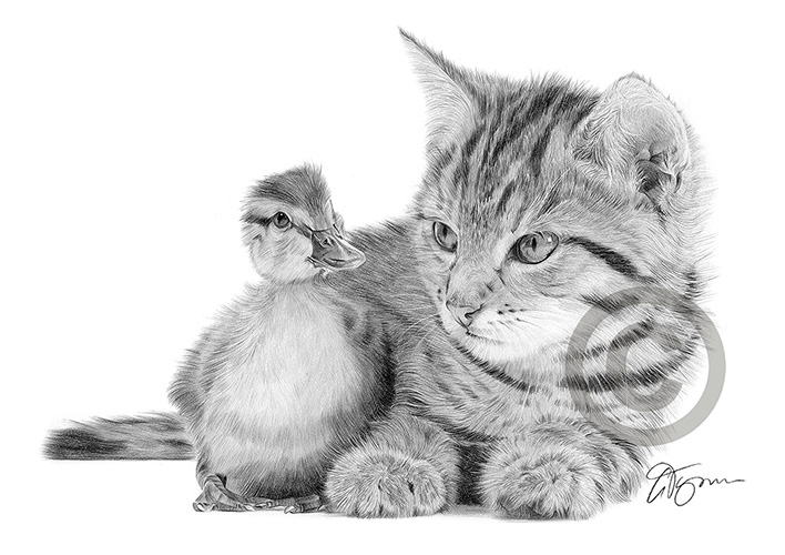 Pencil drawing of a cat and duckling