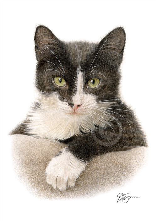 Pencil drawing of a Cat