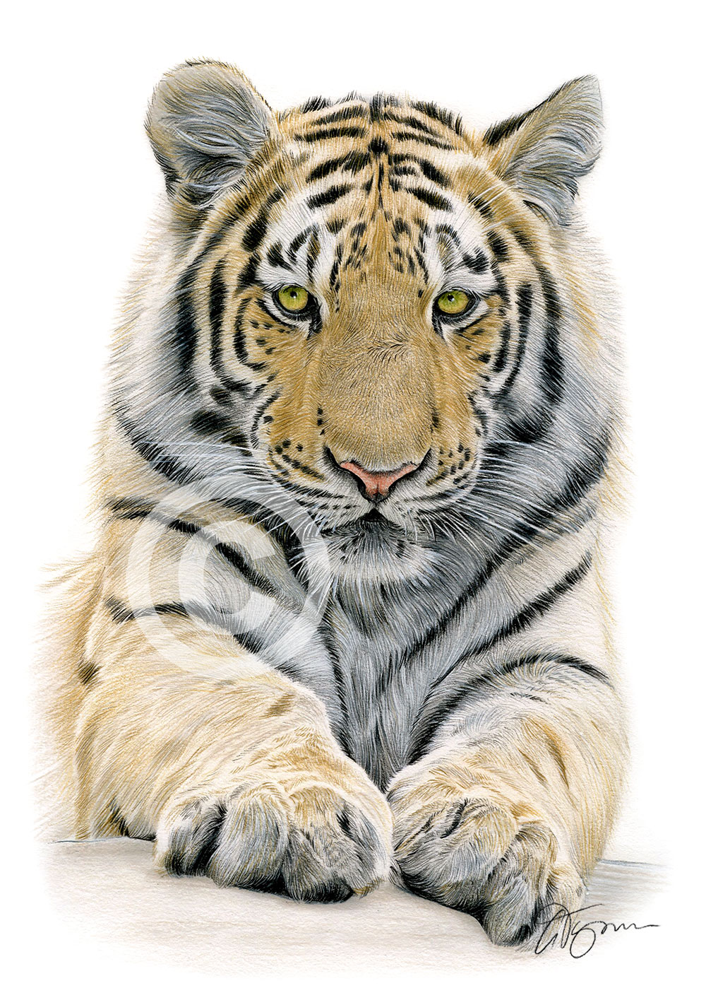 Colour pencil drawing of a Bengal Tiger by artist Gary Tymon