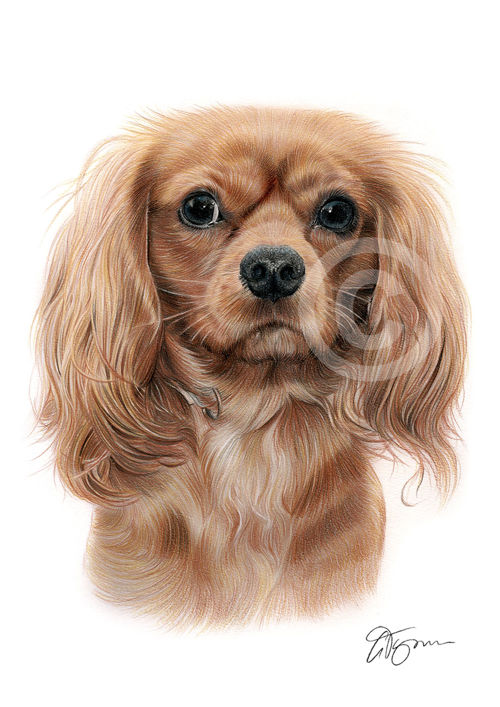 Colour pencil drawing of a King Charles Spaniel by artist Gary Tymon