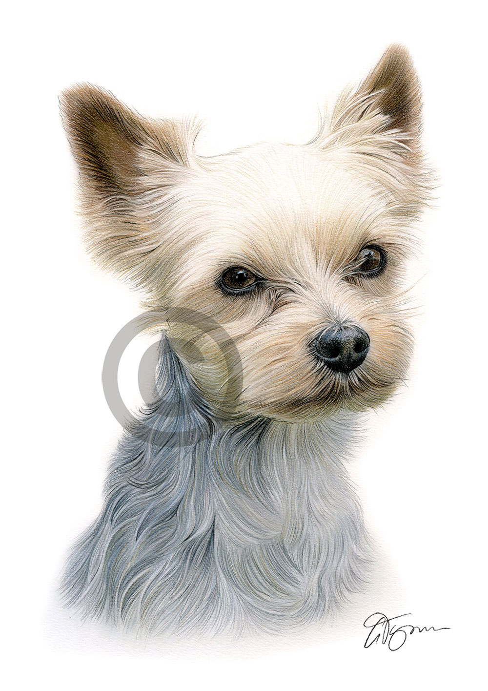 Colour pencil drawing of a Yorkshire Terrier by artist Gary Tymon