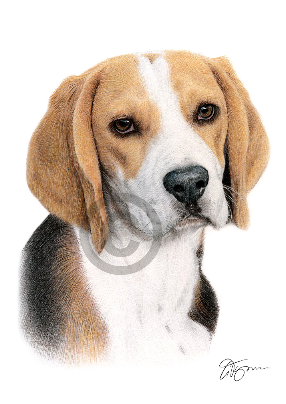 Pencil drawing of a Beagle in colour by artist Gary Tymon
