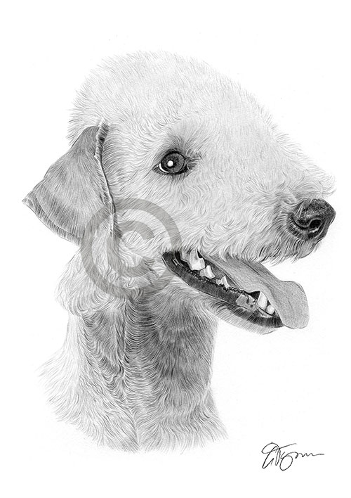 Pencil drawing of a Bedlington Terrier