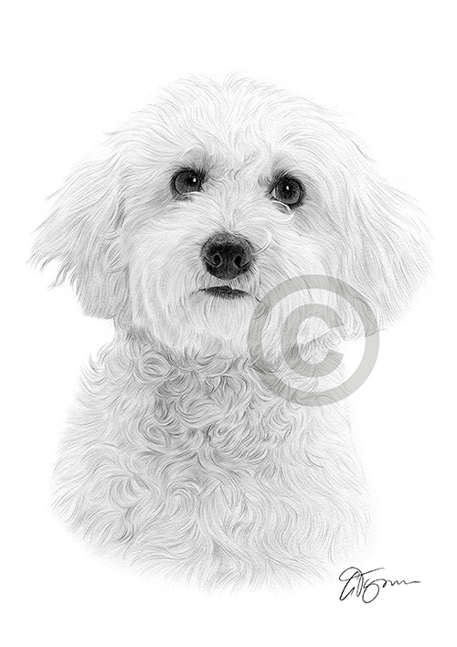 Pencil drawing of a Bichon Frise