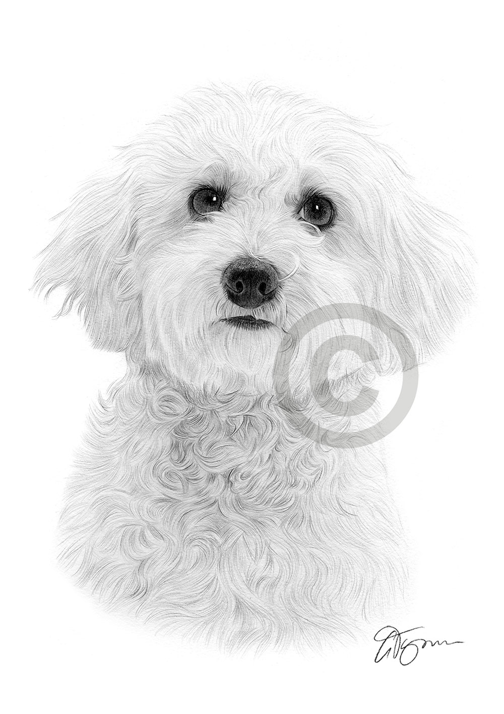Pencil drawing of a Bichon Frise Pencil drawing of a Bichon Frise by artist Gary Tymon