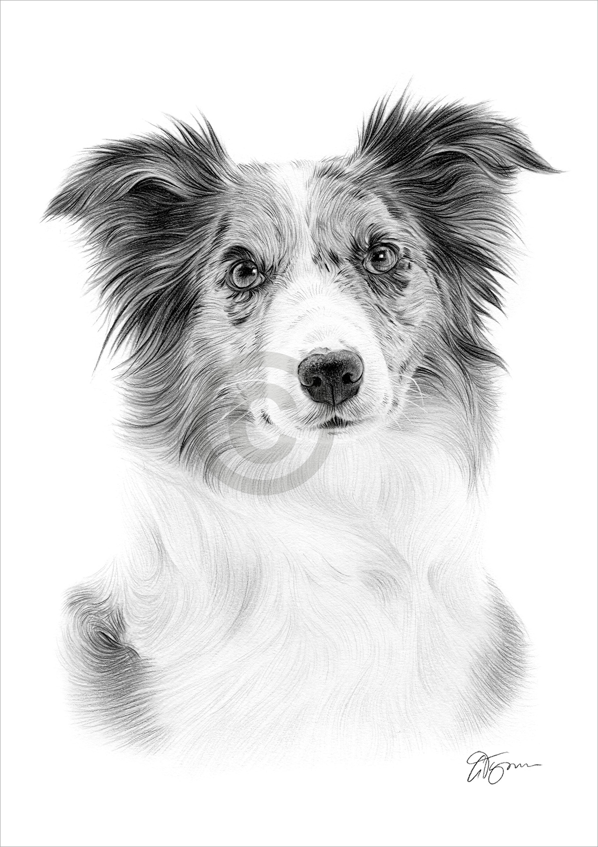 Pencil drawing of a Blue Merle Border Collie Pencil drawing of a Blue Merle Border Collie by artist Gary Tymon