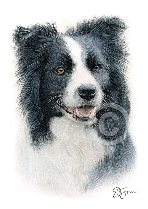 Pencil drawing of a Border Collie in colour
