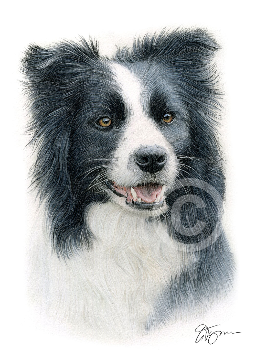 Pencil drawing of a Border Collie in colour Pencil drawing of a Border Collie in colour by artist Gary Tymon