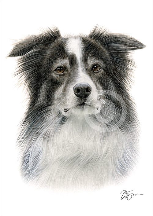 Pencil drawing of an adult Border Collie in colour