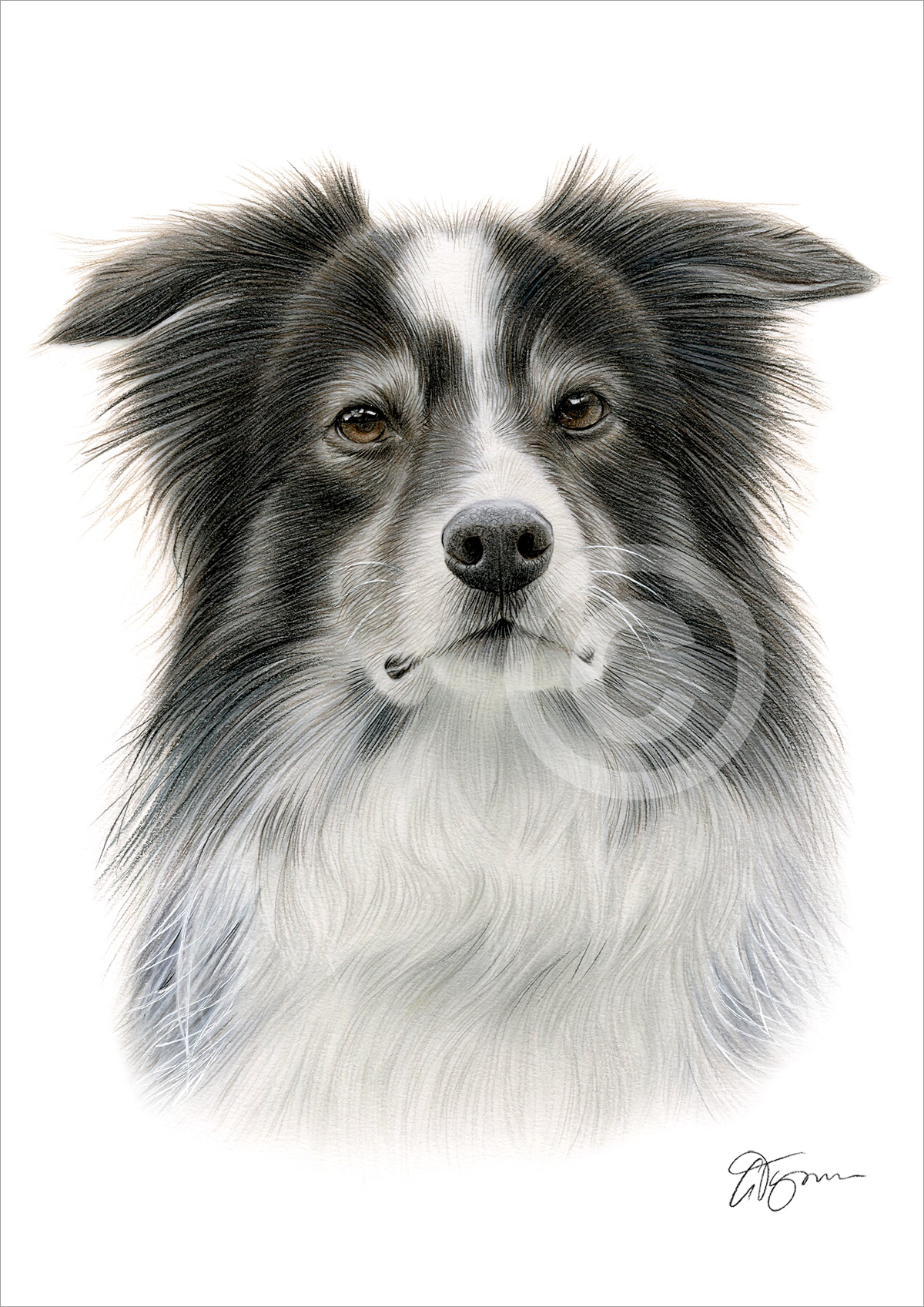 Pencil drawing of an adult Border Collie in colour Pencil drawing of an adult Border Collie in colour by artist Gary Tymon