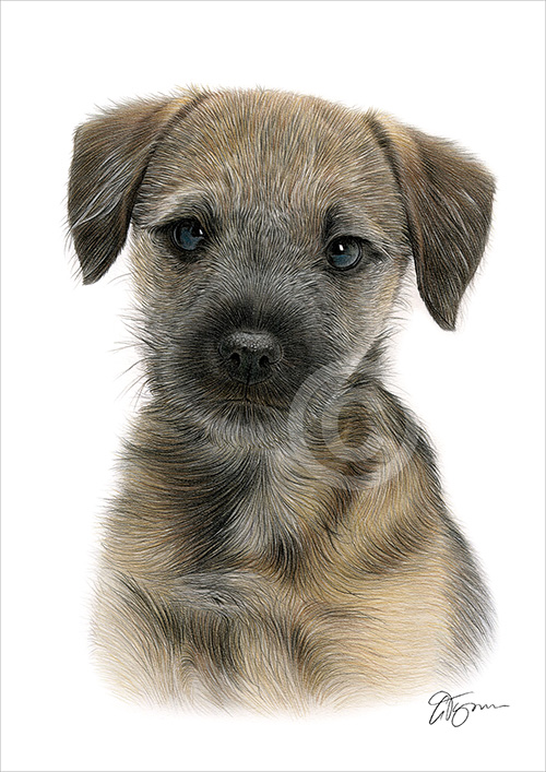 Pencil drawing of a Border Terrier in colour