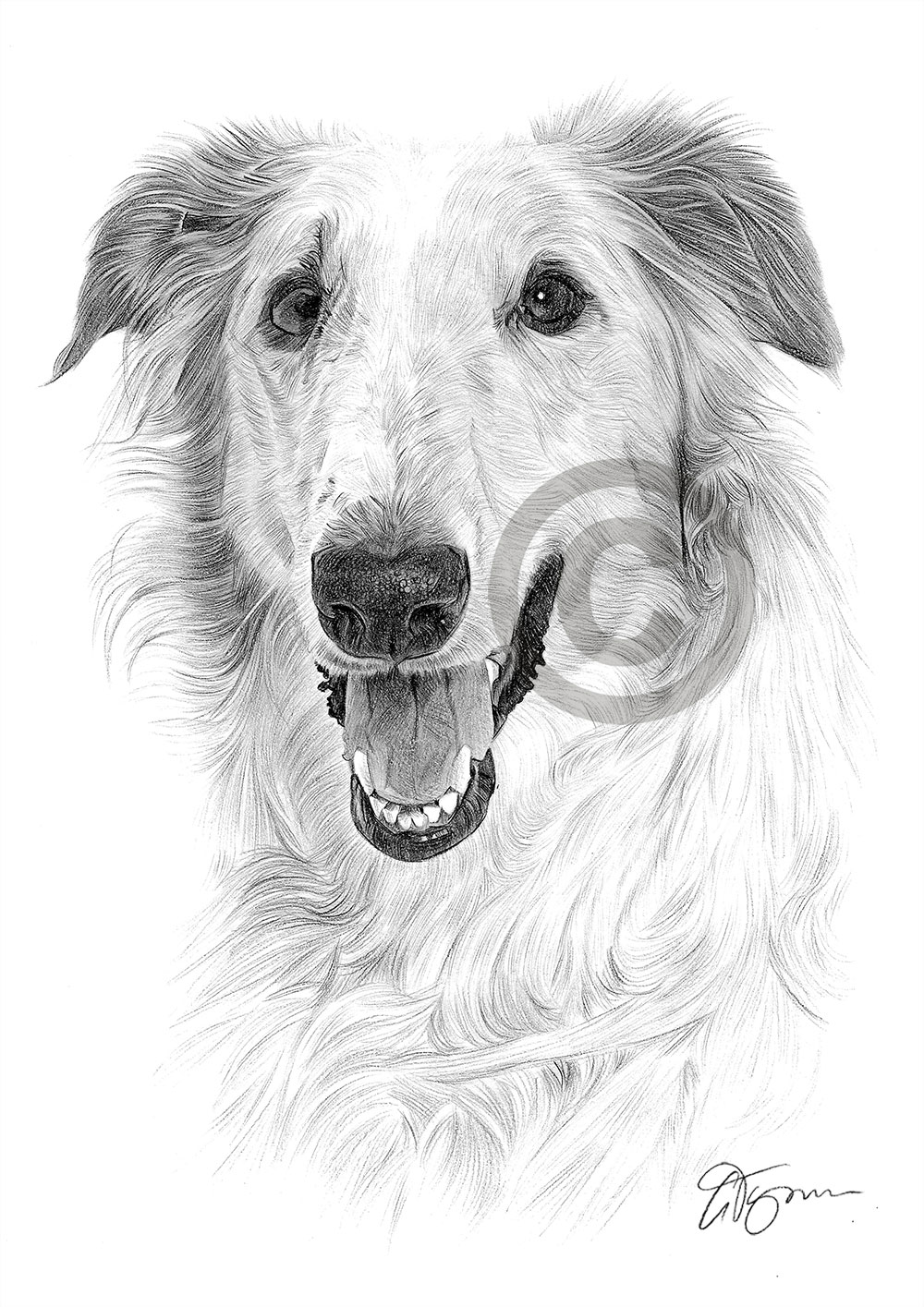 Pencil drawing of a Borzoi by artist Gary Tymon