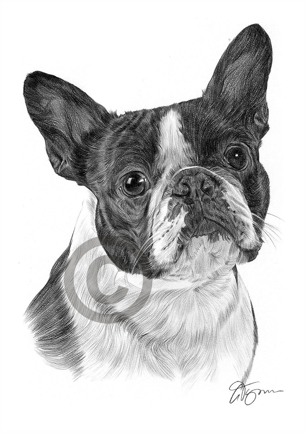 Pencil drawing of a Boston Terrier Pencil drawing of a Boston Terrier by artist Gary Tymon