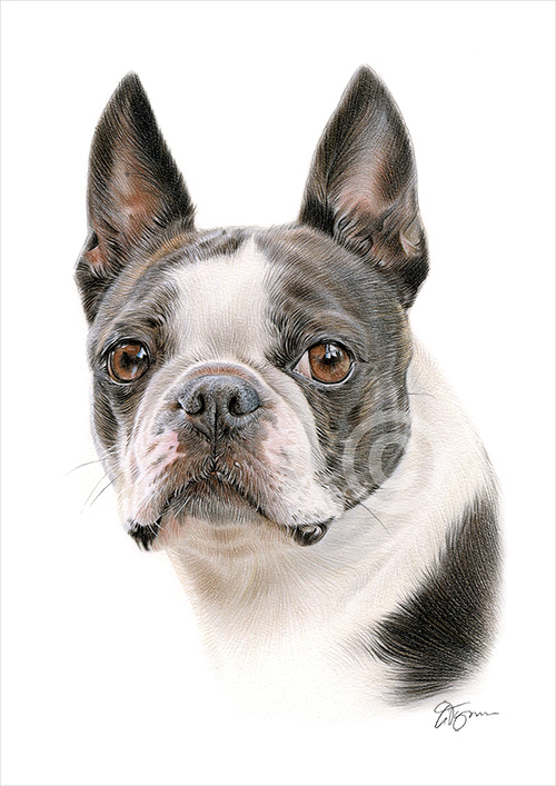 Pencil drawing of a Boston Terrier