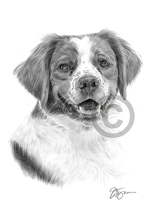 Pencil drawing of a Brittany Spaniel