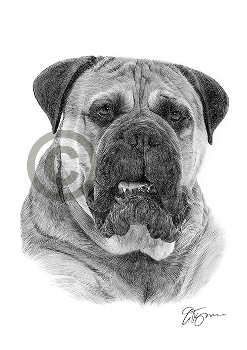 Pencil drawing of a Bullmastiff