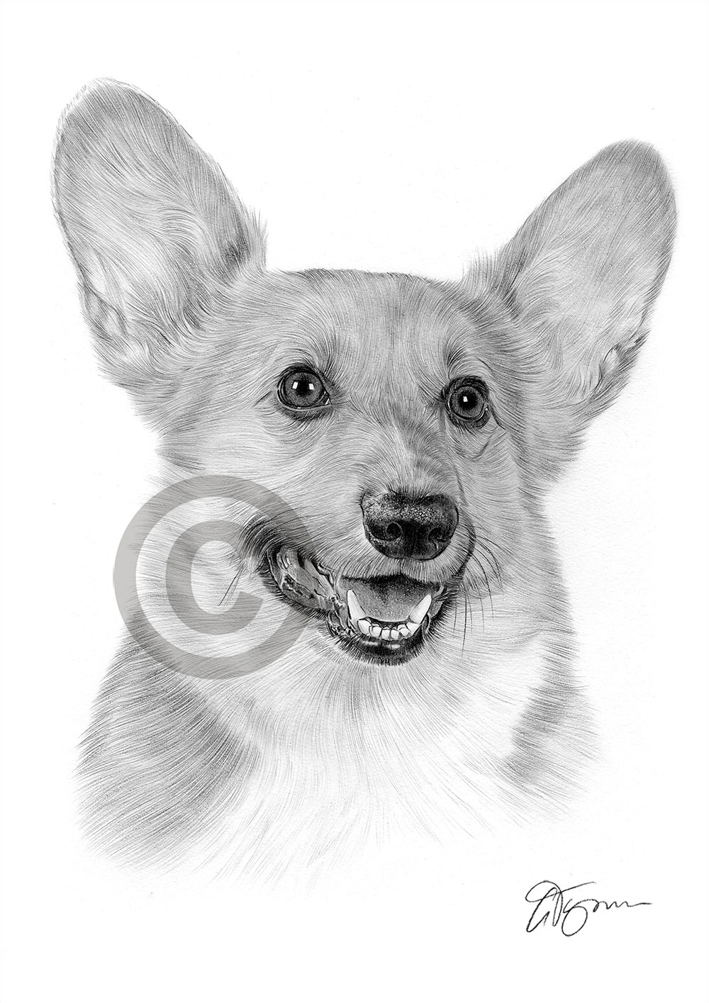 Pencil drawing of a Cardigan Corgi Pencil drawing of a Cardigan Corgi by artist Gary Tymon