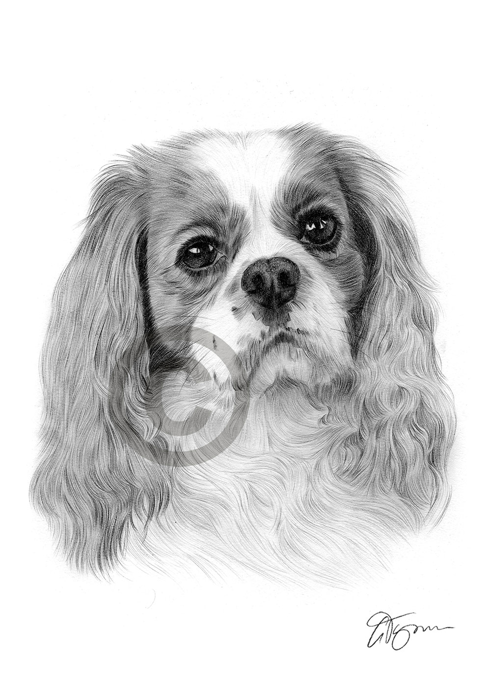 Pencil drawing of a Cavalier Spaniel Pencil drawing of a Cavalier Spaniel by artist Gary Tymon