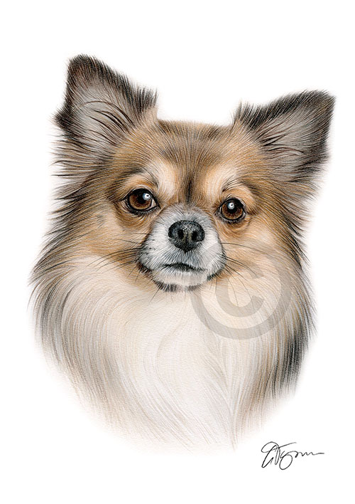 Pencil drawing of a Chihuahua in colour