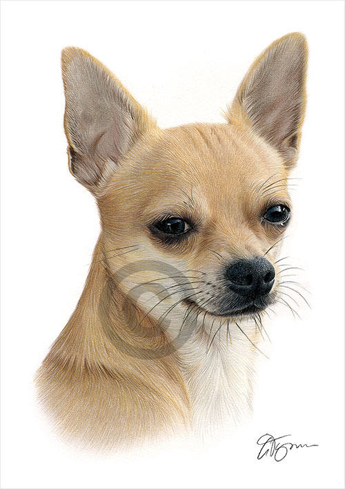 Pencil drawing of an adult Chihuahua in colour