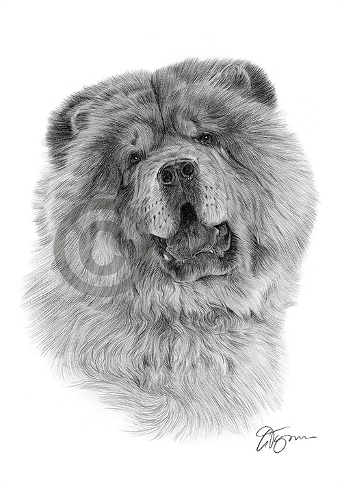 Pencil drawing of a Chow Chow