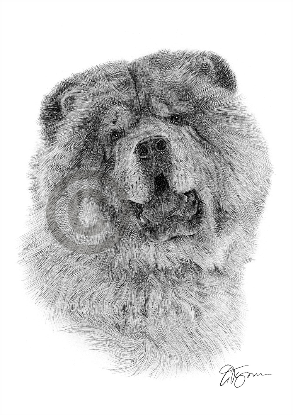 Pencil drawing of a Chow Chow Pencil drawing of a Chow Chow by artist Gary Tymon
