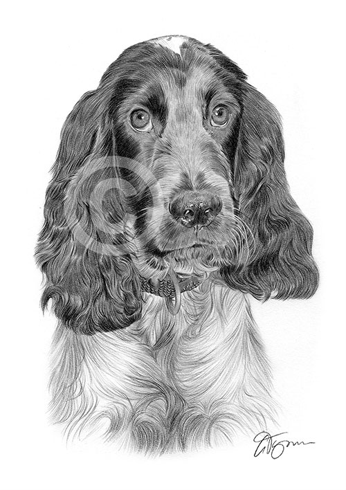 Pencil drawing of a Cocker Spaniel