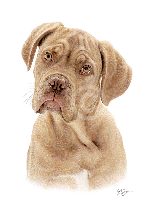 Pencil drawing of a Dogue de Bordeaux