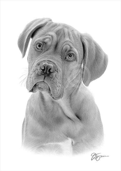 Pencil drawing of a Dogue de Bordeaux
