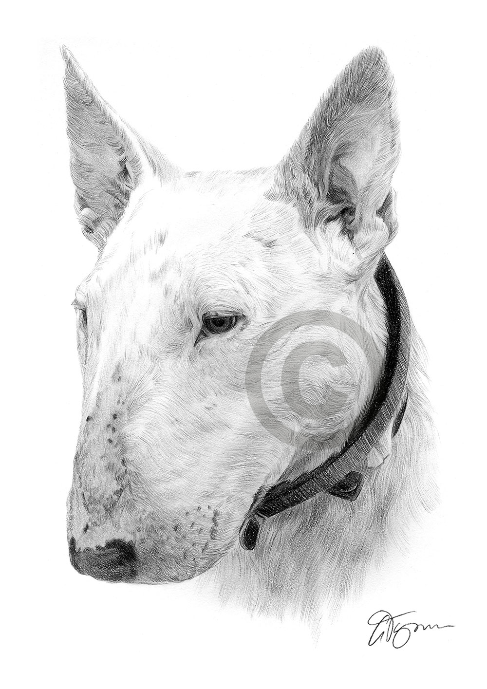 Pencil drawing of an English Bull Terrier Pencil drawing of an English Bull Terrier by artist Gary Tymon