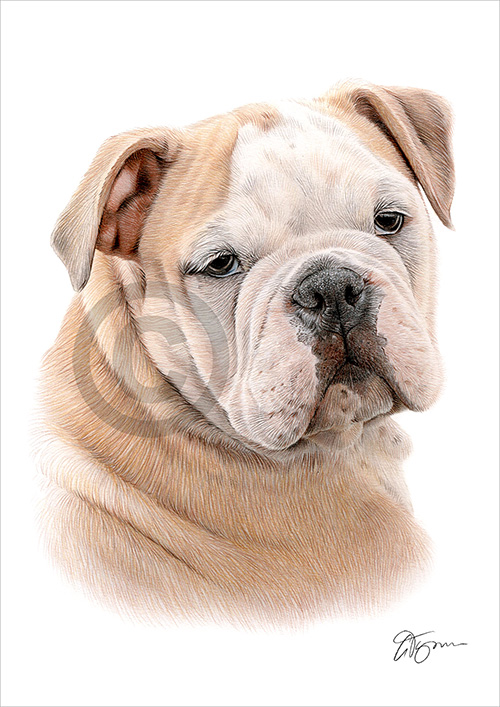 Pencil drawing of an English Bulldog in colour