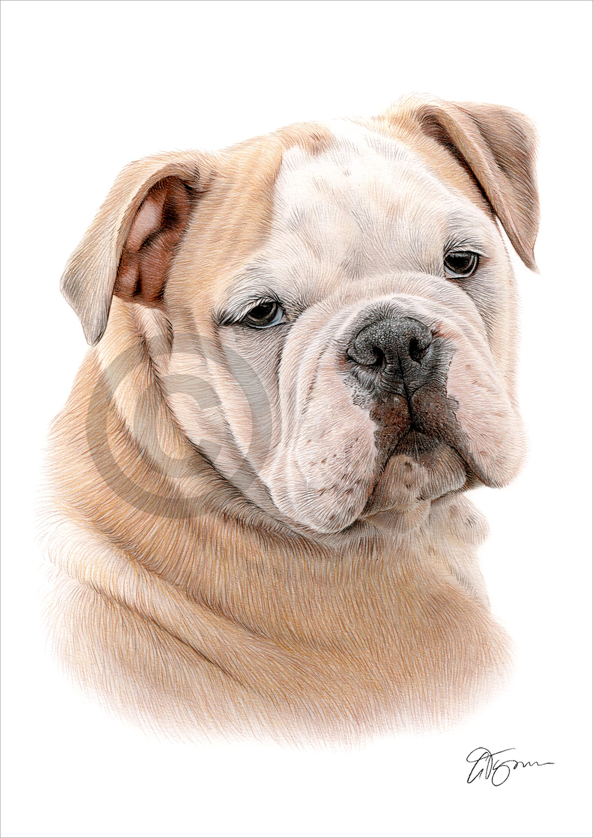 Pencil drawing of an English Bulldog in colour Pencil drawing of an English Bulldog in colour by artist Gary Tymon
