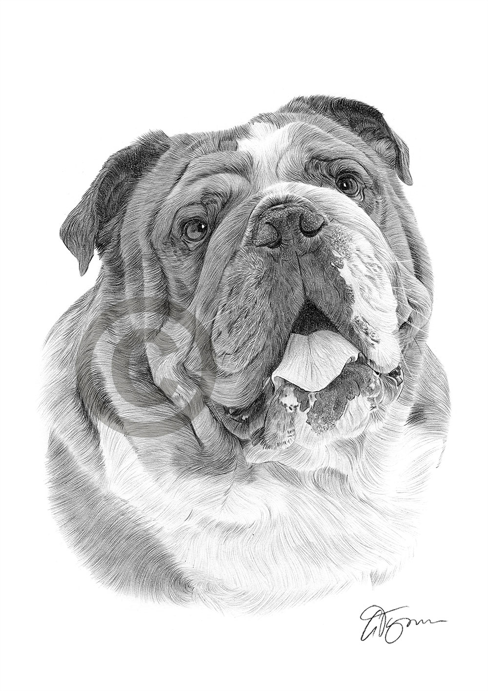 Pencil drawing of an English Bulldog Pencil drawing of an English Bulldog by artist Gary Tymon