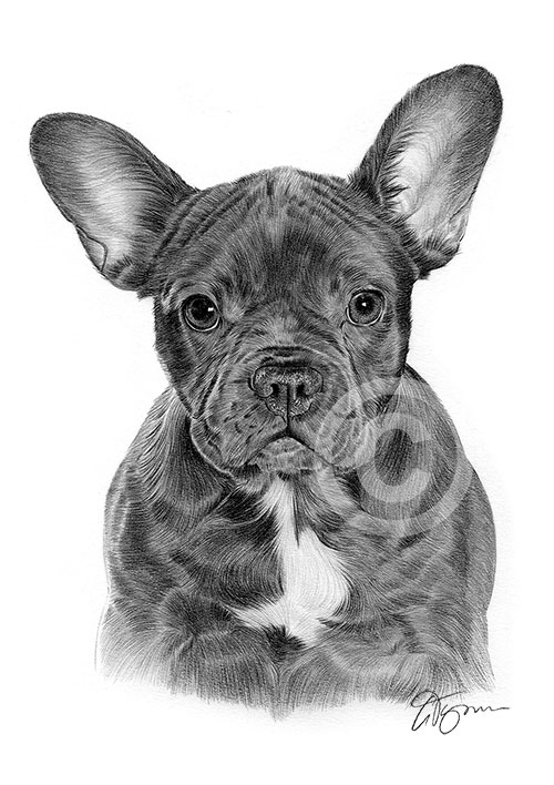 Pencil drawing of a French Bulldog