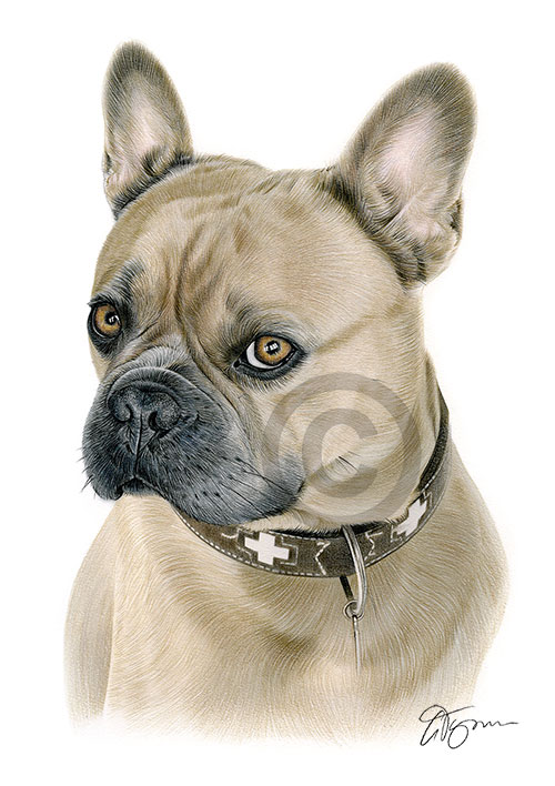 Pencil drawing of a French Bulldog in colour