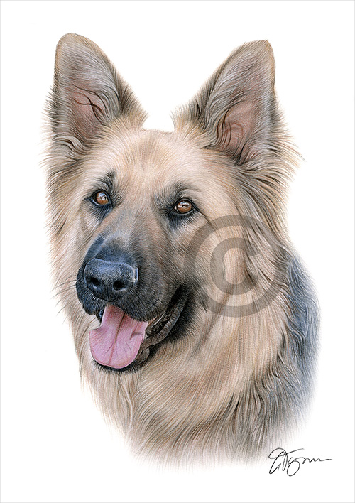Pencil drawing of a German Shepherd in colour