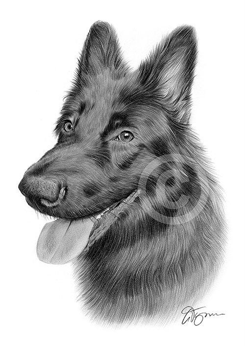 Pencil drawing of a German Shepherd