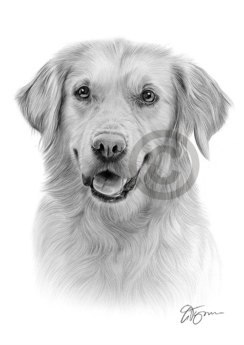 Pencil drawing of a Golden Retriever