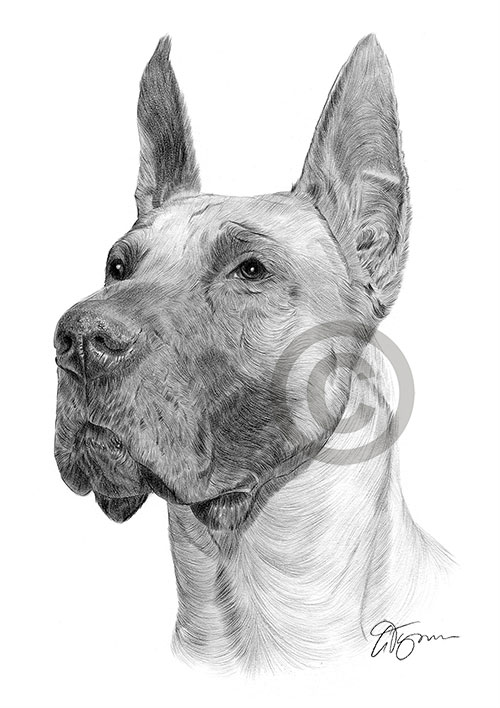 Pencil drawing of a Great Dane