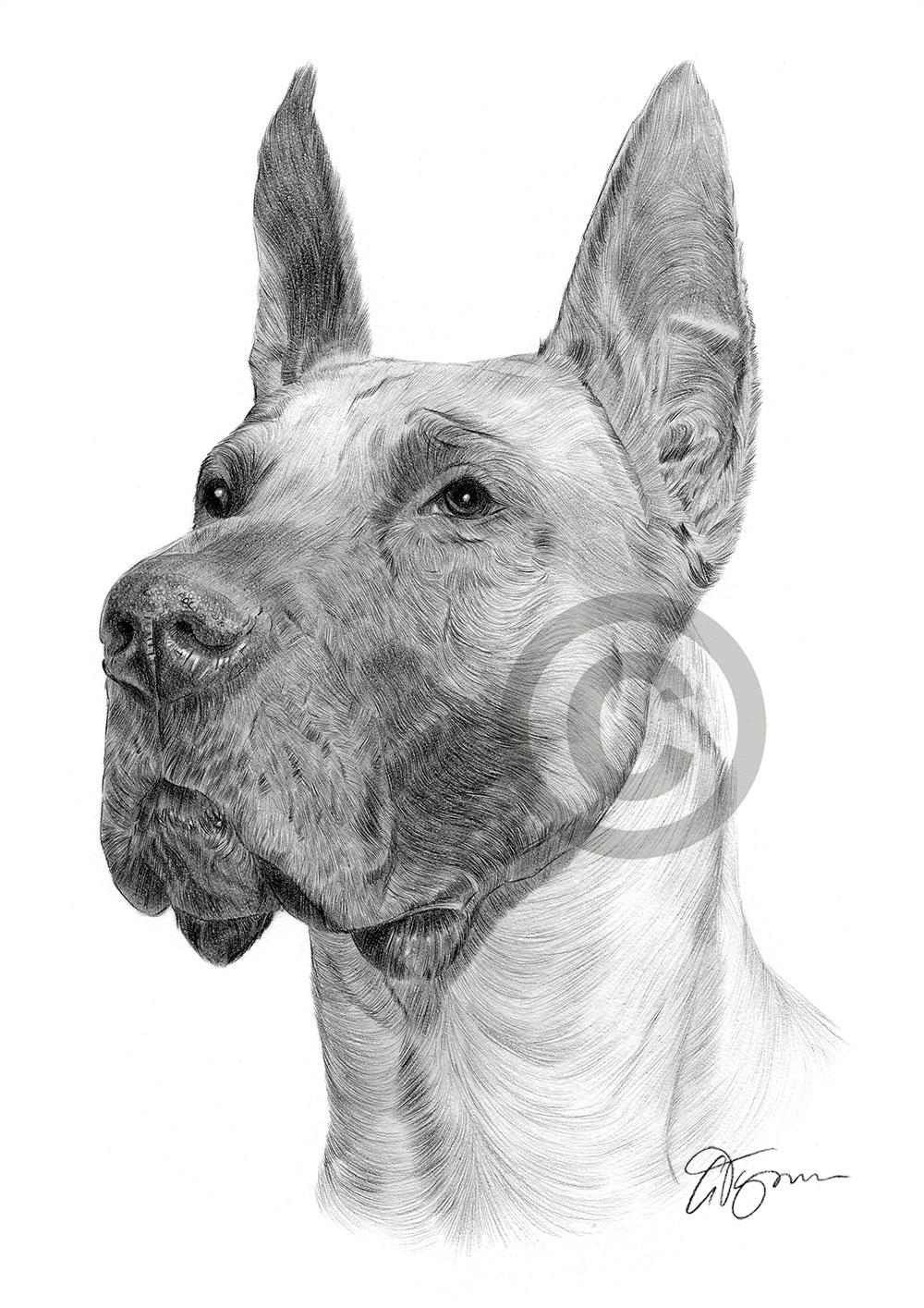 Pencil drawing of a Great Dane Pencil drawing of a Great Dane by artist Gary Tymon