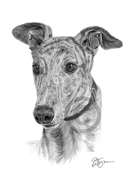 Pencil drawing of a Greyhound