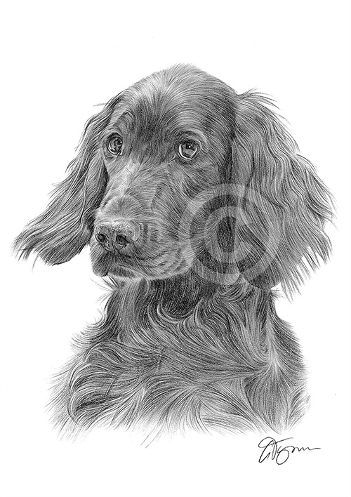 Pencil drawing of an Irish Setter