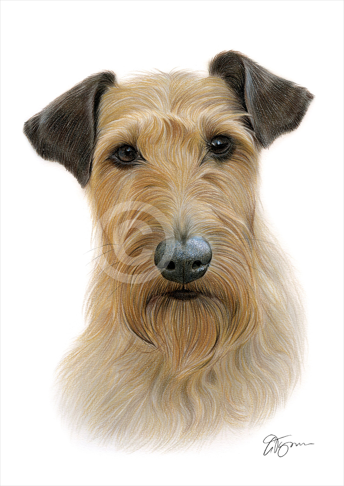 Pencil drawing of an Irish Terrier in colour Pencil drawing of an Irish Terrier in colour by artist Gary Tymon