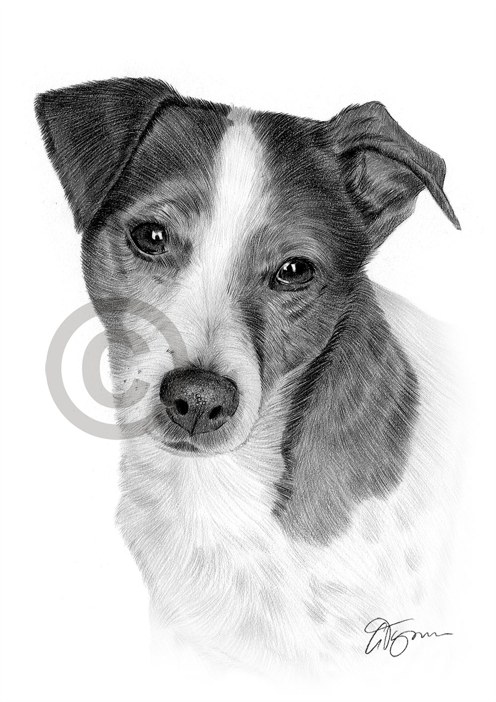 Pencil drawing of a Jack Russell Terrier Pencil drawing of a Jack Russell Terrier by artist Gary Tymon