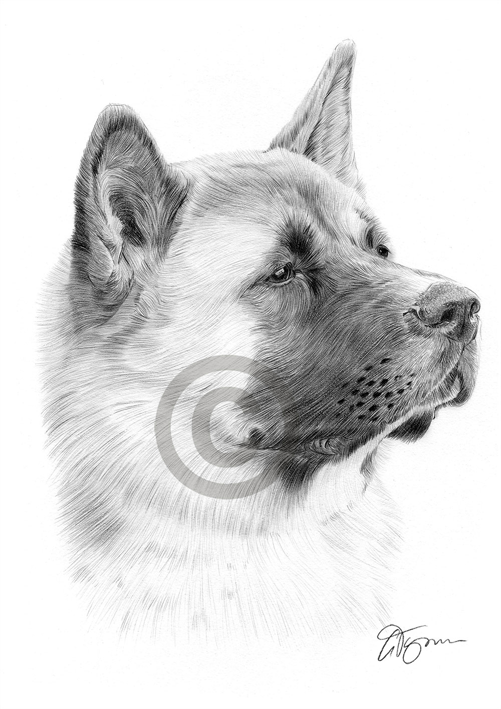 Pencil drawing of a Japanese Akita Pencil drawing of a Japanese Akita by artist Gary Tymon