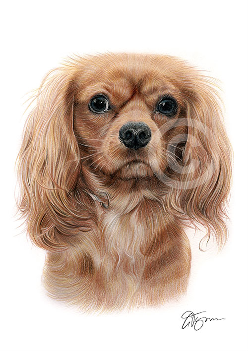 Pencil drawing of a King Charles Spaniel in colour