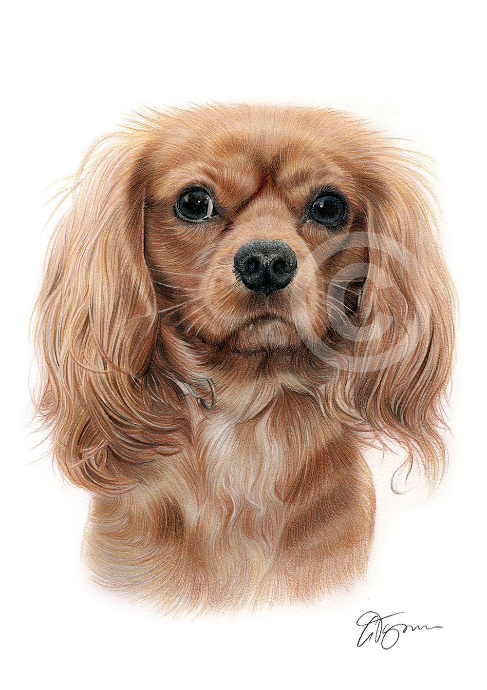 Pencil drawing of a King Charles Spaniel in colour Pencil drawing of a King Charles Spaniel in colour by artist Gary Tymon